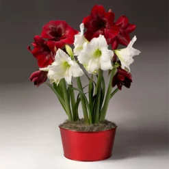 Fast Growing Trees Tabletop Bulb Gardens Red And White Amaryllis Trio