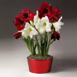 Fast Growing Trees Tabletop Bulb Gardens Red And White Amaryllis Trio