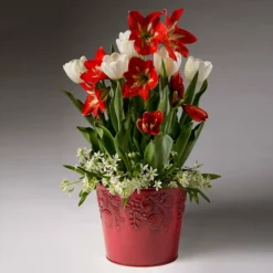 Fast Growing Trees Red Amaryllis With White Tulips And Star Of Bethlehem