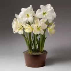 Fast Growing Trees Alfresco Potted Christmas Amaryllis Plant Tabletop Bulb Gardens