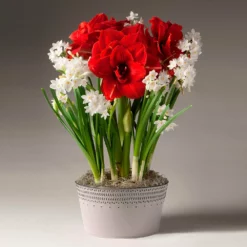 Fast Growing Trees Tabletop Bulb Gardens Inferno Amaryllis And Paperwhites