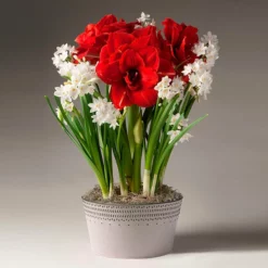 Fast Growing Trees Tabletop Bulb Gardens Inferno Amaryllis And Paperwhites