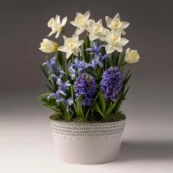 Fast Growing Trees White Narcissus With Blue Hyacinth And Iris Tabletop Bulb Gardens