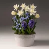 Fast Growing Trees White Narcissus With Blue Hyacinth And Iris Tabletop Bulb Gardens