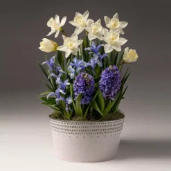 Fast Growing Trees White Narcissus With Blue Hyacinth And Iris Tabletop Bulb Gardens