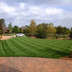 Fast Growing Trees Erosion Control Lesco Tall Fescue Select Grass Seed