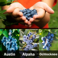 Fast Growing Trees Blueberry Bushes 3-in-1 Blueberry Bush (Southern Highbush)
