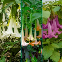 Fast Growing Trees Multicolor Angel Trumpet Tree See All Flowering Trees