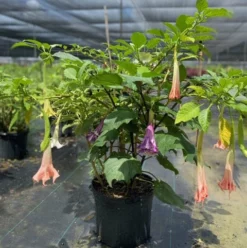 Fast Growing Trees Multicolor Angel Trumpet Tree See All Flowering Trees