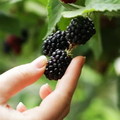 Fast Growing Trees 3 In 1 Thornless Blackberry Blackberry Bushes