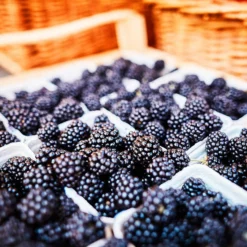 Fast Growing Trees 3 In 1 Thornless Blackberry Blackberry Bushes