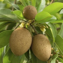 Fast Growing Trees See All Fruit Trees Sapodilla Tree