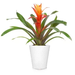 Fast Growing Trees Bromeliad Plant