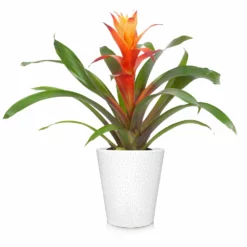 Fast Growing Trees Bromeliad Plant