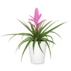 Fast Growing Trees Bromeliad Plant