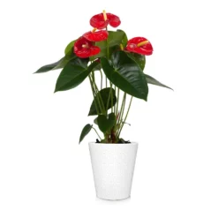 Fast Growing Trees Red Anthurium Plant