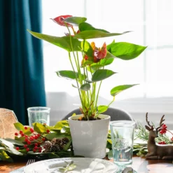 Fast Growing Trees Red Anthurium Plant