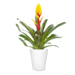 Fast Growing Trees Bromeliad Plant