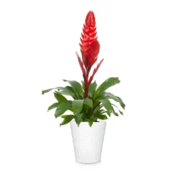 Fast Growing Trees Bromeliad Plant