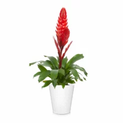 Fast Growing Trees Bromeliad Plant