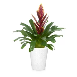 Fast Growing Trees Bromeliad Plant