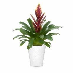 Fast Growing Trees Bromeliad Plant