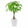 Fast Growing Trees Pet Friendly House Plants Money Tree In White Pot