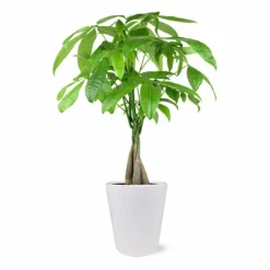 Fast Growing Trees Pet Friendly House Plants Money Tree In White Pot