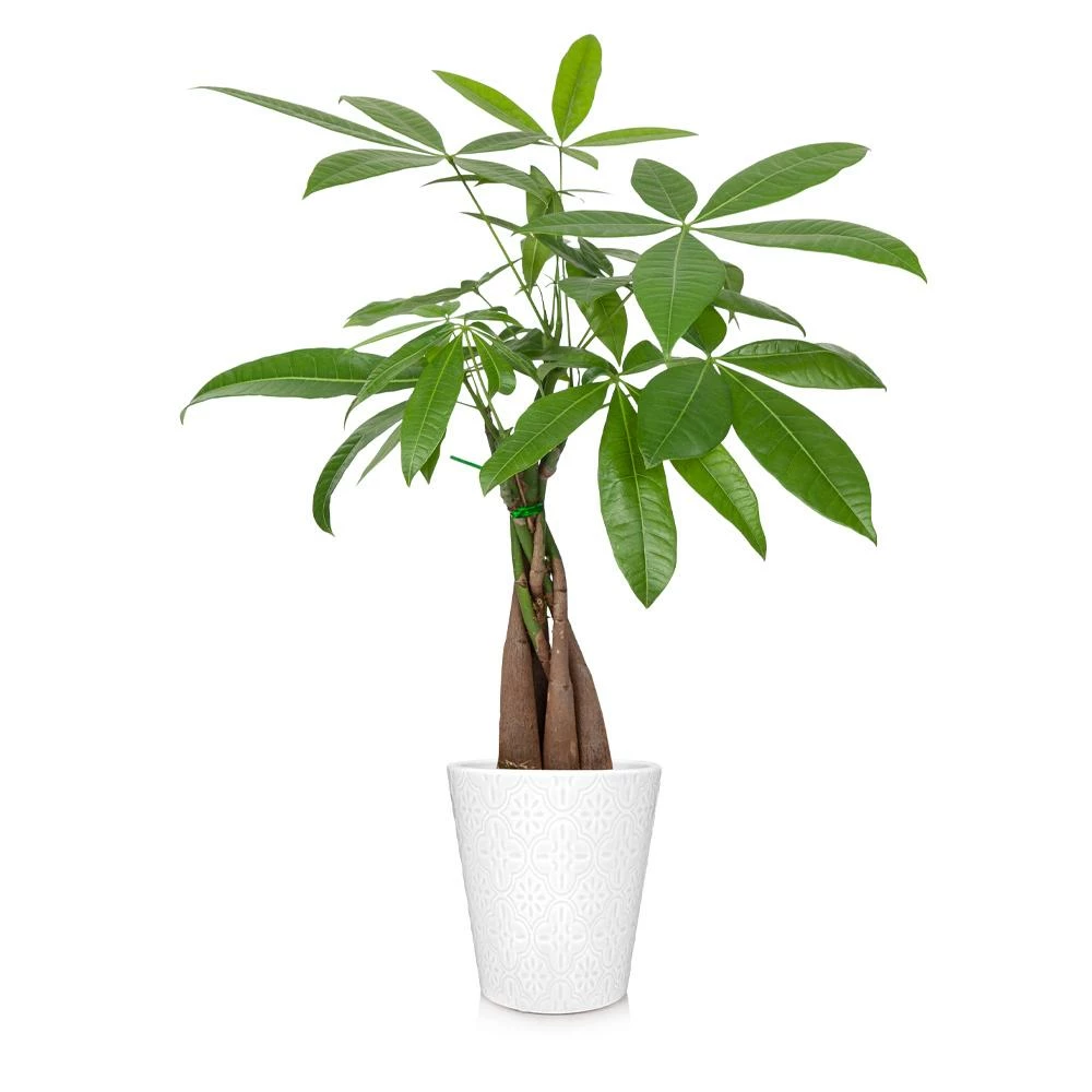 Fast Growing Trees Money Tree Pet Friendly House Plants 8 Fast Growing Trees Money Tree Pet Friendly House Plants