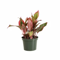 Fast Growing Trees Air Purifying House Plants Red Chinese Evergreen Plant