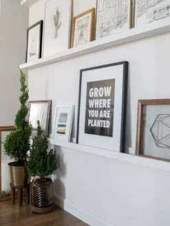 Fast Growing Trees Dwarf Alberta Spruce Gift Plant Spruce Trees