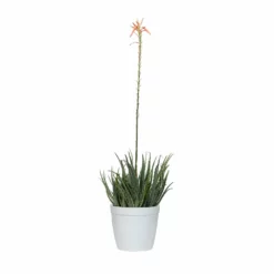 Fast Growing Trees Hedgehog Aloe Plant See All House & Patio