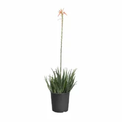 Fast Growing Trees Hedgehog Aloe Plant See All House & Patio