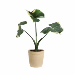 Fast Growing Trees Air Purifying House Plants Mickey Mouse Alocasia (Alocasia Xanthosoma Variegata)