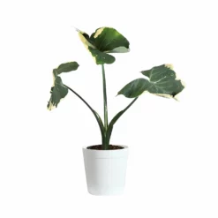 Fast Growing Trees Air Purifying House Plants Mickey Mouse Alocasia (Alocasia Xanthosoma Variegata)