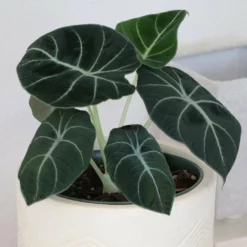 Fast Growing Trees Alocasia Black Velvet