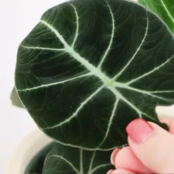 Fast Growing Trees Alocasia Black Velvet