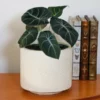 Fast Growing Trees Alocasia Black Velvet