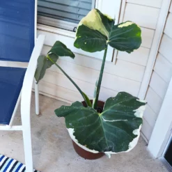 Fast Growing Trees Air Purifying House Plants Mickey Mouse Alocasia (Alocasia Xanthosoma Variegata)