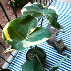 Fast Growing Trees Air Purifying House Plants Mickey Mouse Alocasia (Alocasia Xanthosoma Variegata)