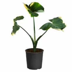 Fast Growing Trees Air Purifying House Plants Mickey Mouse Alocasia (Alocasia Xanthosoma Variegata)