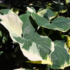 Fast Growing Trees Air Purifying House Plants Mickey Mouse Alocasia (Alocasia Xanthosoma Variegata)