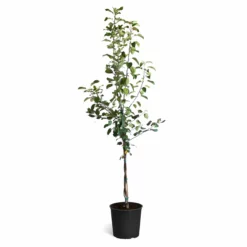 Fast Growing Trees Braeburn & Gala Twisted Apple Tree