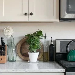 Fast Growing Trees Arabica Coffee Gift Plant See All House & Patio