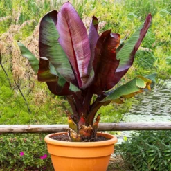 Fast Growing Trees Red Abyssinian Banana Tree Banana Trees