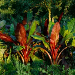 Fast Growing Trees Red Abyssinian Banana Tree Banana Trees