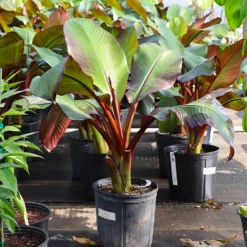 Fast Growing Trees Red Abyssinian Banana Tree Banana Trees
