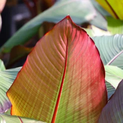 Fast Growing Trees Red Abyssinian Banana Tree Banana Trees