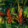 Fast Growing Trees Red Abyssinian Banana Tree Banana Trees 1 Fast Growing Trees Red Abyssinian Banana Tree Banana Trees