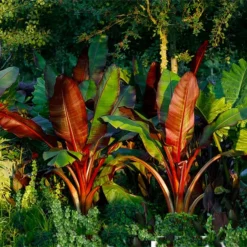 Fast Growing Trees Red Abyssinian Banana Tree Banana Trees